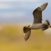 Chaluha prizivna - Stercorarius parasiticus - Arctic Skua 3597